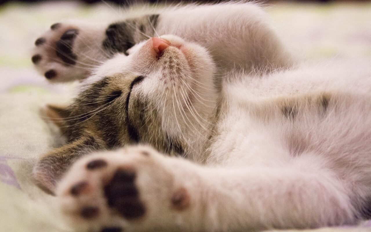 Eutanasiere pisică: Pune capăt chinurilor resimțite de animalul tău de companie! 