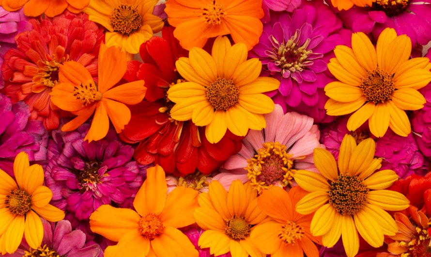 Cum să îngrijești florile pentru a le menține frumoase și proaspete