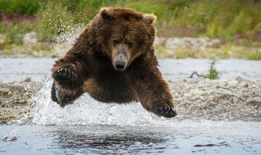 Cum sa eviti sa fii atacat de urs