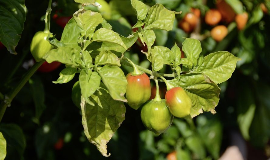 Cultivarea gogoșarilor în grădina de acasă