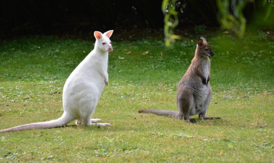 Conservarea speciilor de canguri