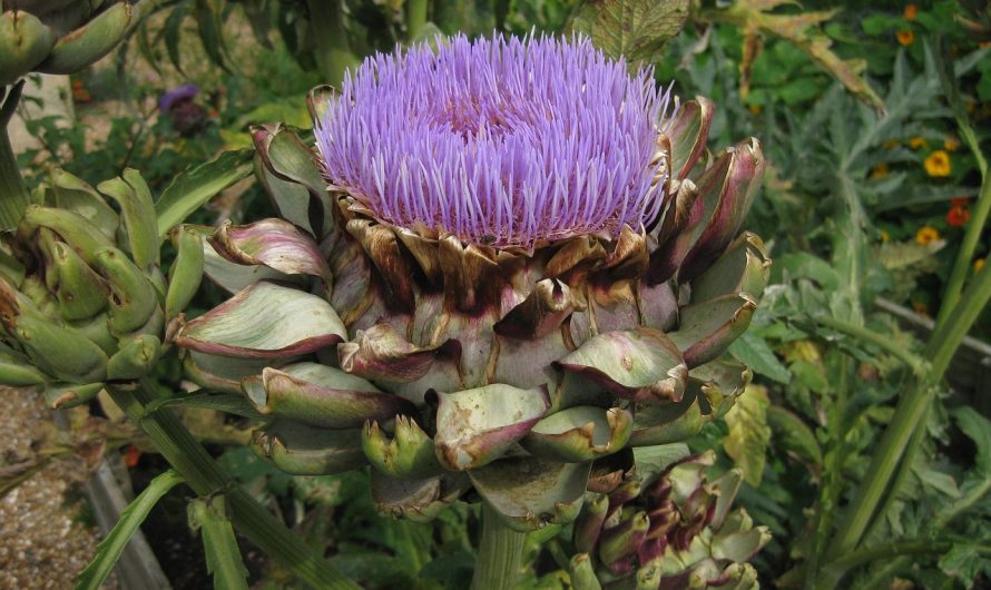 Ce beneficii are ceaiul de frunze de anghinare