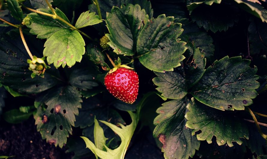 Ce proprietăți are ceaiul de frunze de căpșun