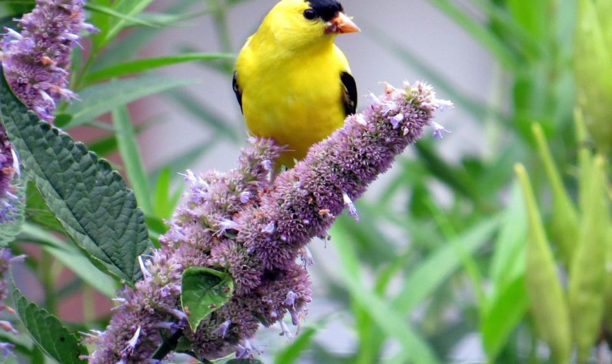 Ce este izopul și la ce afecțiuni se folosește